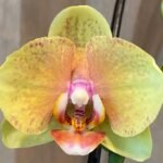 Double Spikes Phalaenopsis Twilight Star (3.5" pot)