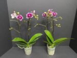 Phalaenopsis Dtps. (Taiwan Grace x Ever Spring King) 2 Spikes (3.5" pot) - Image 6