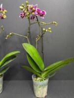 Phalaenopsis Dtps. (Taiwan Grace x Ever Spring King) 2 Spikes (3.5" pot) - Image 8