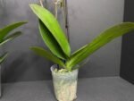 Phalaenopsis Dtps. (Taiwan Grace x Ever Spring King) 2 Spikes (3.5" pot) - Image 10