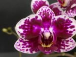 Phalaenopsis Dtps. (Taiwan Grace x Ever Spring King) 2 Spikes (3.5" pot) - Image 2