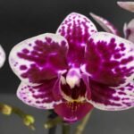 Phalaenopsis Dtps. (Taiwan Grace x Ever Spring King) 2 Spikes (3.5" pot)