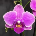 Phalaenopsis Purple White Border 2 Spikes (3.5" pot)