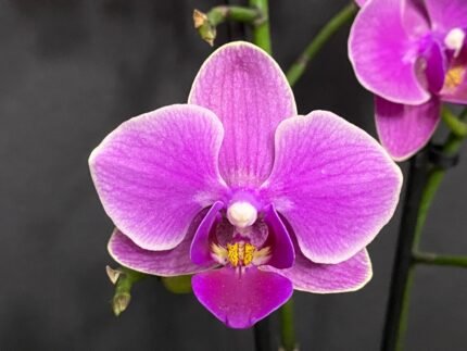 Phalaenopsis Purple White Border 2 Spikes (3.5" pot)