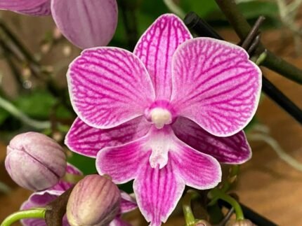 Phalaenopsis Lianher Scallops (Tying Shin World Class x Lianher Happy Smile) 2 Spikes (3.5" pot)