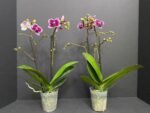 Phalaenopsis Dtps. (Taiwan Grace x Ever Spring King) 2 Spikes (3.5" pot) - Image 5