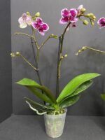 Phalaenopsis Dtps. (Taiwan Grace x Ever Spring King) 2 Spikes (3.5" pot) - Image 7
