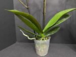 Phalaenopsis Dtps. (Taiwan Grace x Ever Spring King) 2 Spikes (3.5" pot) - Image 9