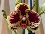Phalaenopsis Large I-Hsin Garfield 2 Spikes (4.5" pot) - Image 3