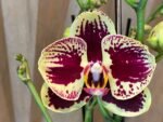 Phalaenopsis Large I-Hsin Garfield 2 Spikes (4.5" pot)