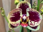 Phalaenopsis Large I-Hsin Garfield 2 Spikes (4.5" pot) - Image 2