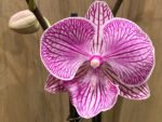 Phalaenopsis Yu Pin Fireworks (Dtps World Class 'Bigfoot' x Dtps Sogo Dove) 2 Spikes (3.5" pot) - Image 2