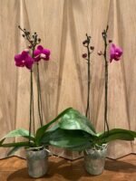Phalaenopsis Large Novelty Color 2 Spikes (4.5" Pot) - Image 5