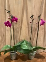 Phalaenopsis Large Novelty Color 2 Spikes (4.5" Pot) - Image 6