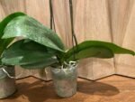 Phalaenopsis Large Novelty Color 2 Spikes (4.5" Pot) - Image 7