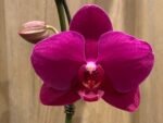 Phalaenopsis Large Novelty Color 2 Spikes (4.5" Pot) - Image 2