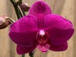 Phalaenopsis Large Novelty Color 2 Spikes (4.5" Pot)