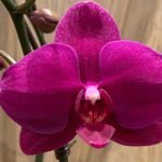 Phalaenopsis Large Novelty Color 2 Spikes (4.5" Pot)