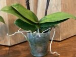 Phalaenopsis Dtps. Sogo Vivien 2 Spikes, 3.5" pot - Image 6