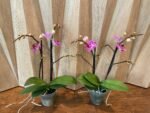 Phalaenopsis Dtps. Sogo Vivien 2 Spikes, 3.5" pot - Image 9