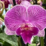 Phalaenopsis Large I-Hsin Dream Bubble Bath 2 spikes (4.5" pot)