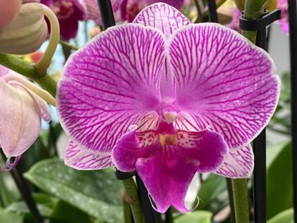 Phalaenopsis Large I-Hsin Dream Bubble Bath 2 spikes (4.5" pot)