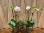 Phalaenopsis Tinny White In Spikes 2 PLANTS PER POT (4.5" pot) - Image 4