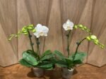 Phalaenopsis Tinny White In Spikes 2 PLANTS PER POT (4.5" pot) - Image 5