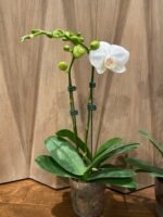 Phalaenopsis Tinny White In Spikes 2 PLANTS PER POT (4.5" pot) - Image 6