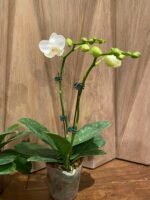 Phalaenopsis Tinny White In Spikes 2 PLANTS PER POT (4.5" pot) - Image 7