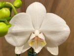 Phalaenopsis Tinny White In Spikes 2 PLANTS PER POT (4.5" pot)