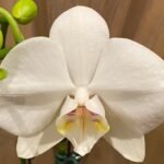 Phalaenopsis Tinny White In Spikes 2 PLANTS PER POT (4.5" pot)