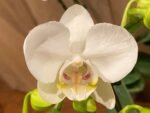 Phalaenopsis Tinny White In Spikes 2 PLANTS PER POT (4.5" pot) - Image 2