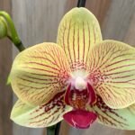Phalaenopsis Large New Yellow with Red Stripes Red Lip 2 Spikes (4.5" pot)