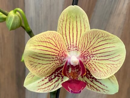 Phalaenopsis Large New Yellow with Red Stripes Red Lip 2 Spikes (4.5" pot)