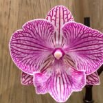 Phalaenopsis Yu Pin Fireworks (Dtps World Class 'Bigfoot' x Dtps Sogo Dove) 2 Spikes (3.5" pot)