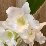 Dendrobium Spring Dream Apollon (3.5 pot)