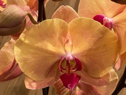 Phalaenopsis Large Rare Novelty New Hybrid Color 2 Spikes (4.5" pot)