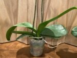 Phalaenopsis Large Novelty Color 2 Spikes (4.5" Pot) - Image 8