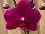 Phalaenopsis Large Novelty Color 2 Spikes (4.5" Pot) - Image 3