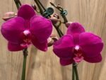 Phalaenopsis Large Novelty Color 2 Spikes (4.5" Pot) - Image 4