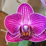 Phalaenopsis Dtps. Sogo Vivien 2 Spikes, 3.5" pot