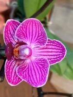 Phalaenopsis Dtps. Sogo Vivien 2 Spikes, 3.5" pot - Image 2