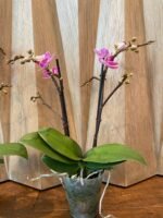 Phalaenopsis Dtps. Sogo Vivien 2 Spikes, 3.5" pot - Image 4