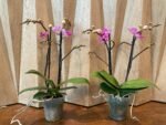 Phalaenopsis Dtps. Sogo Vivien 2 Spikes, 3.5" pot - Image 5