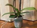 Phalaenopsis Dtps. Sogo Vivien 2 Spikes, 3.5" pot - Image 7