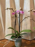 Phalaenopsis Dtps. Sogo Vivien 2 Spikes, 3.5" pot - Image 8