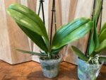 Phalaenopsis Valentine's Stripe 2 Spikes (4.5" pot) - Image 9