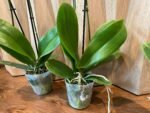 Phalaenopsis Valentine's Stripe 2 Spikes (4.5" pot) - Image 10