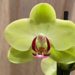 Phalaenopsis Fortune Salltzman ‘Maple Bridge’ In Spikes 2 PLANTS PER POT (4.5" pot)